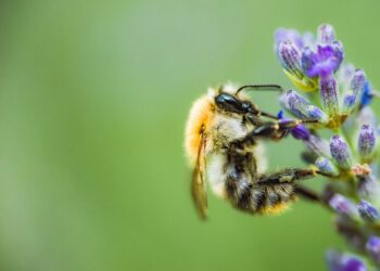 Belajar Dari Lebah, Makan yang Baik Menghasilkan yang Baik
